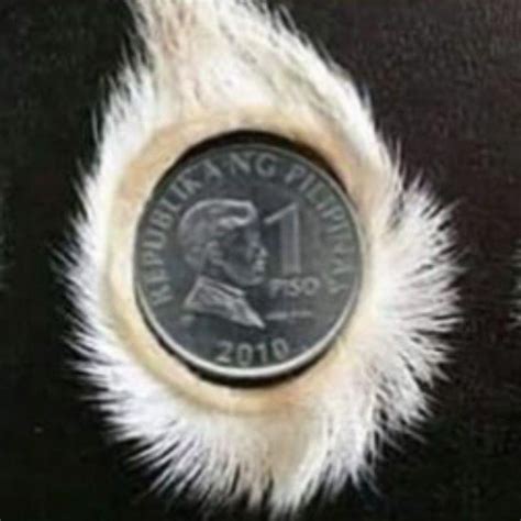 1peso size pilikmata ng kambing original with manual instruction.